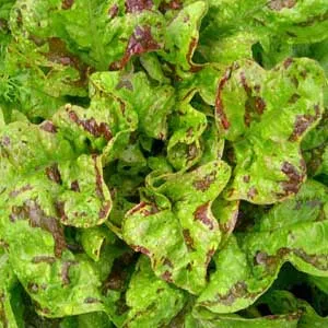 Flashy Butter Oak Lettuce Organic