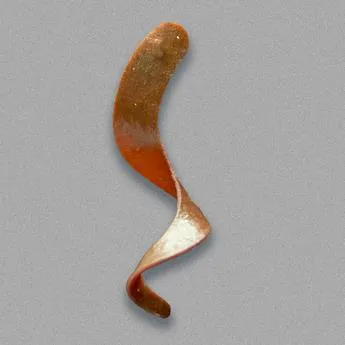 Otter Tail Curly Short